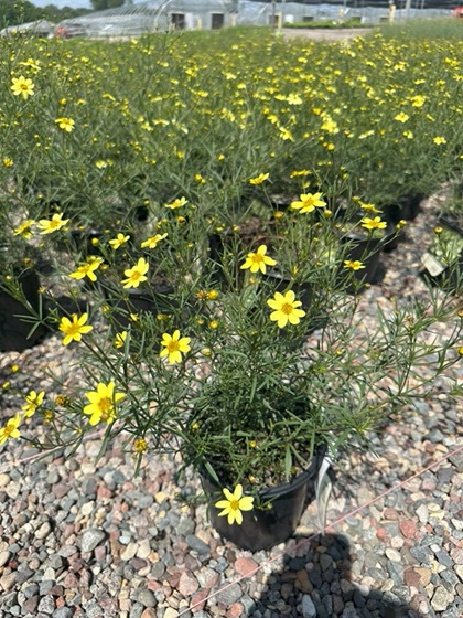 COREOPSIS VER MOONBEAM #1