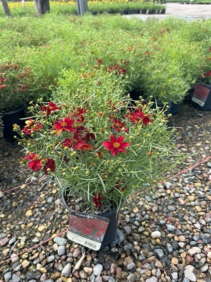 COREO VER SIZ&SPC HOT PAPRIKA #1