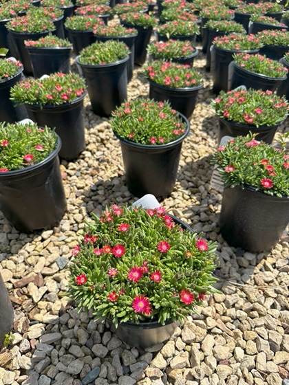 DELOS JEWEL OF DESERT GARNET #1