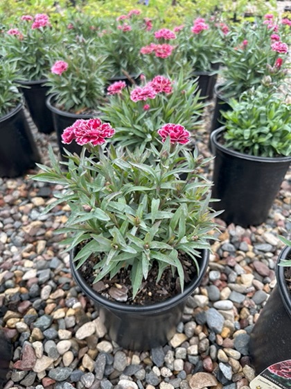 DIANTHUS CONSTANT CR BURGUNDY #1