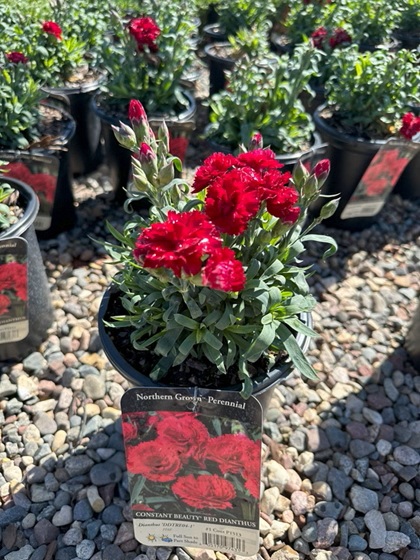 DIANTHUS CONSTANT BEAUTY RED #1