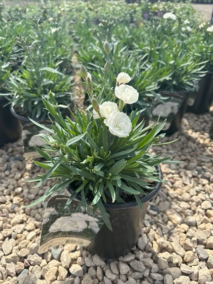 DIANTHUS CONSTANT BEAUT WHITE #1