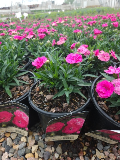 DIANTHUS CONSTANT C RASPBERRY #1