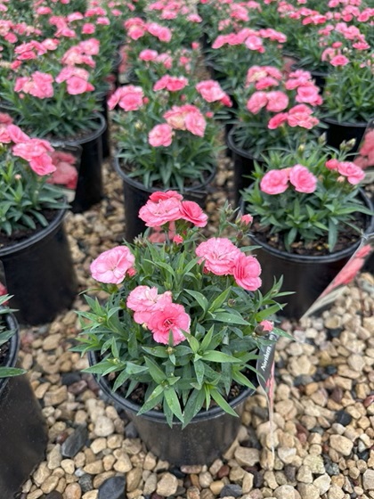 DIANTHUS CONSTANT CADE SALMON #1
