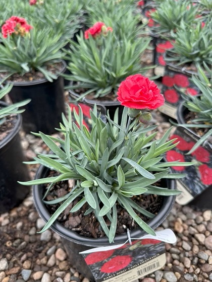 DIANTHUS EARLY BIRD CHILI #1