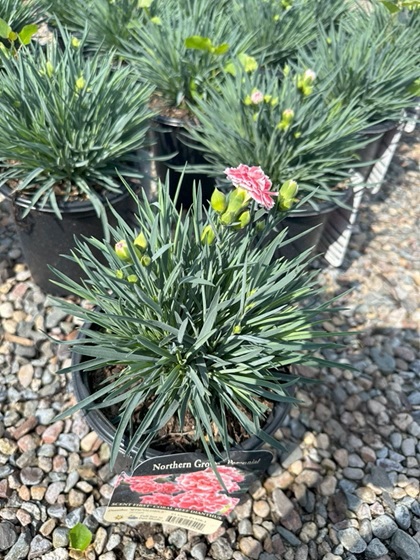 DIANTHUS SF CORAL REEF #1