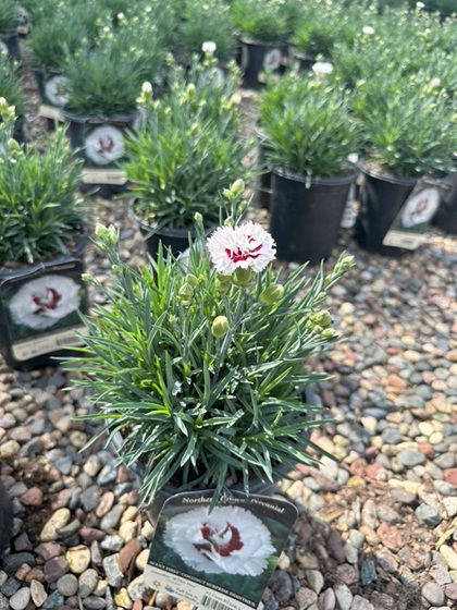 DIANTHUS SF COCONUT SURPRISE #1