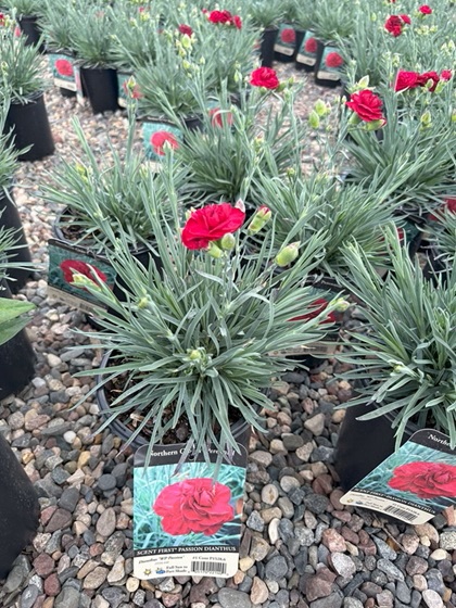 DIANTHUS SF PASSION #1