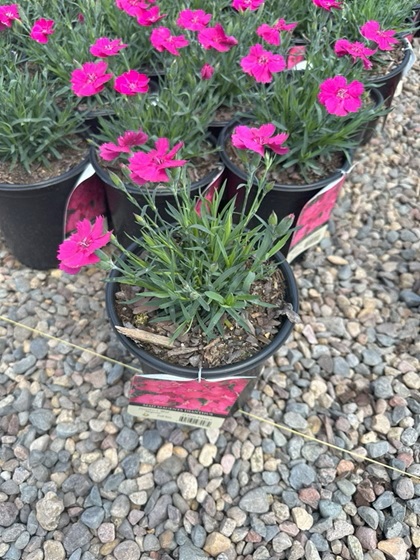 DIANTHUS X MAD MAGENTA #1