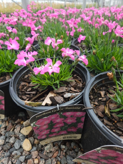 DIANTHUS KAHORI PINK #1