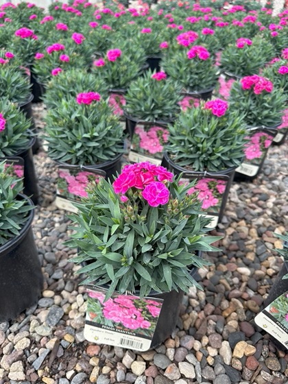 DIANTHUS PEMAN #1