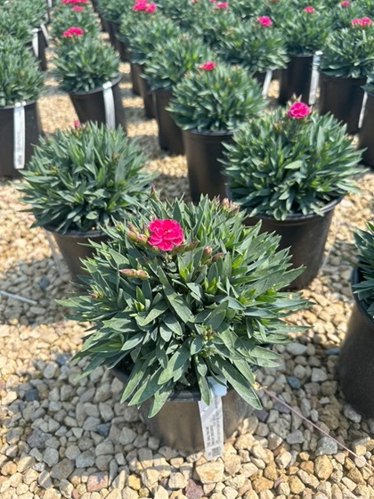 DIANTHUS PEMAN FANCY CERISE #1