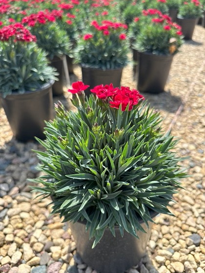 DIANTHUS PEMAN RED #1