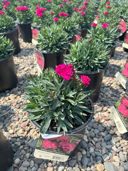 DIANTHUS PEMAN VIOLET #1