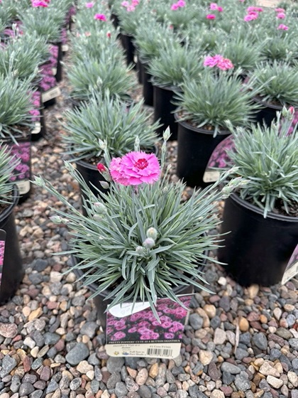 DIANTHUS PP CUTE AS A BUTTON #1