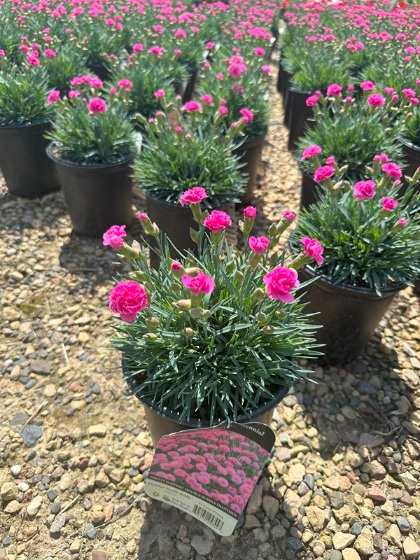 DIANTHUS PP DOUBLE BUBBLE #1