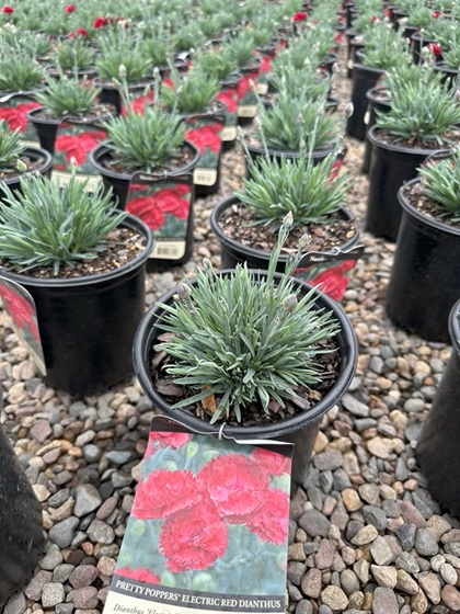 DIANTHUS PP ELECTRIC RED #1