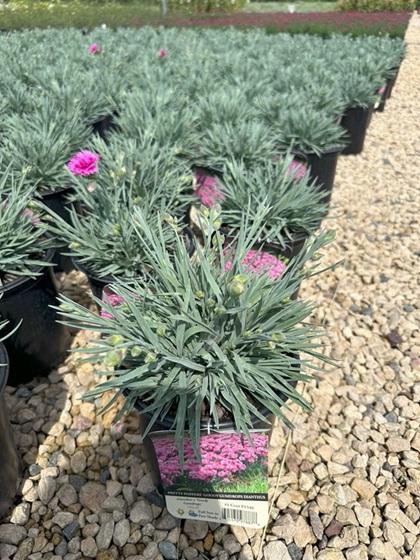 DIANTHUS PP GOODY GUMDROPS #1
