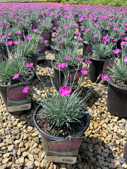 DIANTHUS GRA FIREWITCH #1
