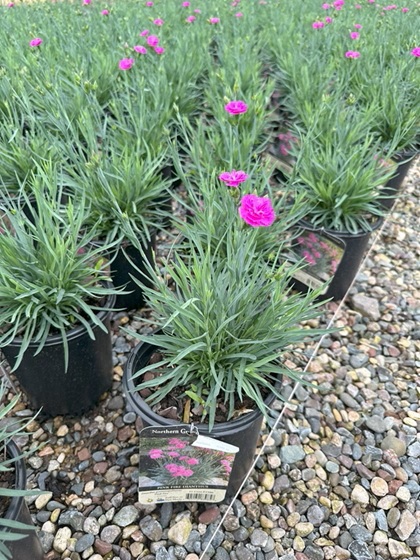 DIANTHUS GRA PINK FIRE #1