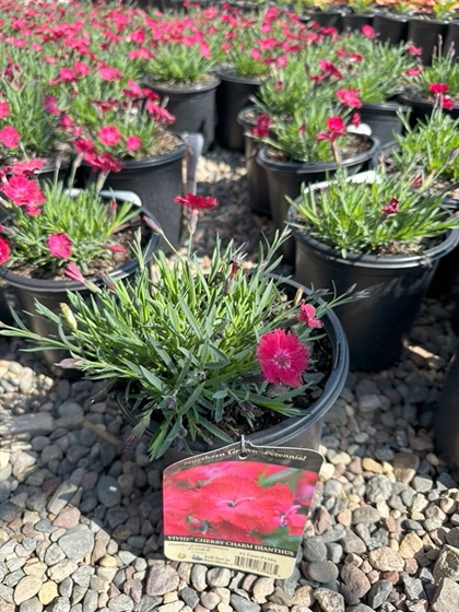 DIANTH GRA VIVID CHERRY CHARM #1