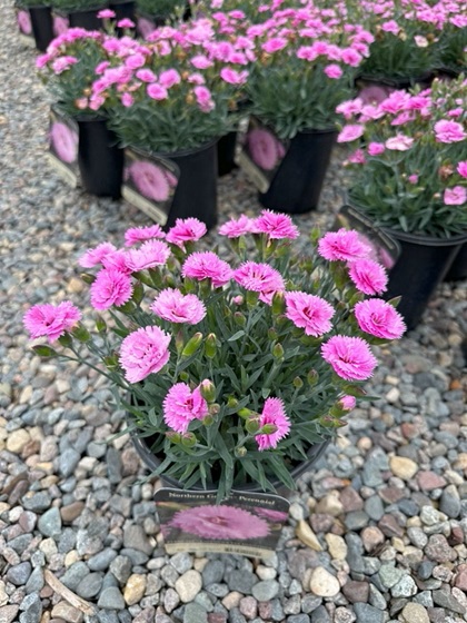 DIANTHUS EVERLAST LAVENDER EYE#1