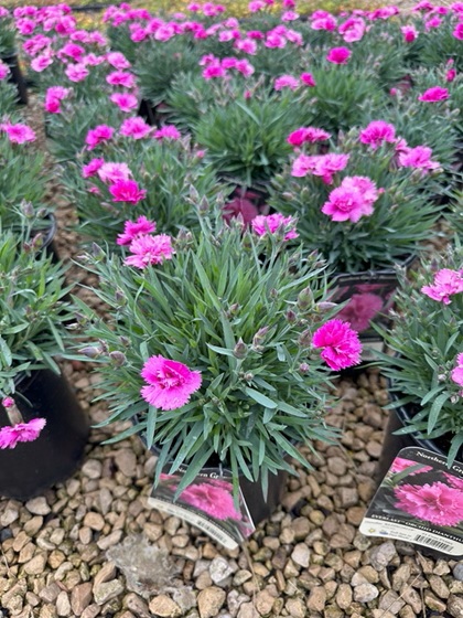 DIANTHUS EVERLAST ORCHID #1