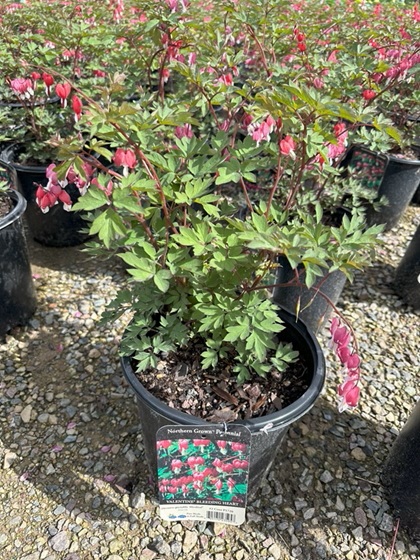 DICENTRA VALENTINE #2