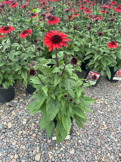 ECHINACEA PANAMA RED #1