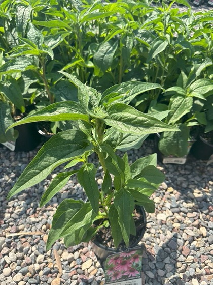 ECHINACEA PRAIRIE SPLENDOR #1