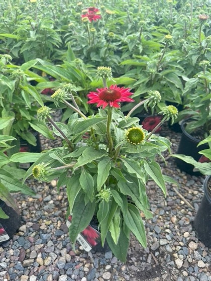 ECHINACEA SOMBREROBAJABURGUNDY#1