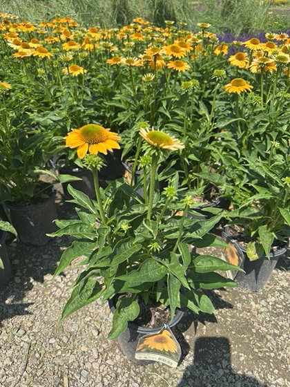 ECHINACEA SOMBRERO GRANDA GOLD#1