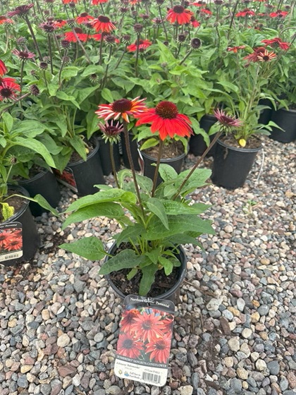 ECHINACEA SOMBRERO SANGRITA #1