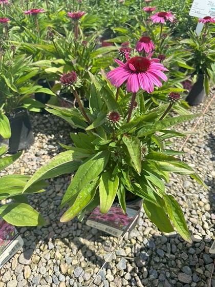 ECHINACEA SUN MAGIC HOT PINK #1