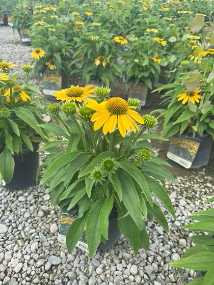 ECHINACEA SUN MAGIC YELLOW #1