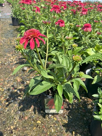 ECHINACEA DBL S CRANBERRY #1