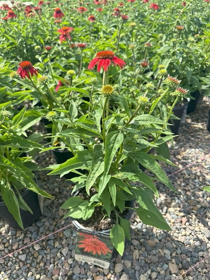 ECHINACEA DBL S MANDARIN #1
