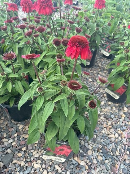 ECHINACEA DBL S RASPBERRY #1