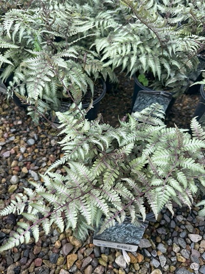 FERN ATHYR GODZILLA #1