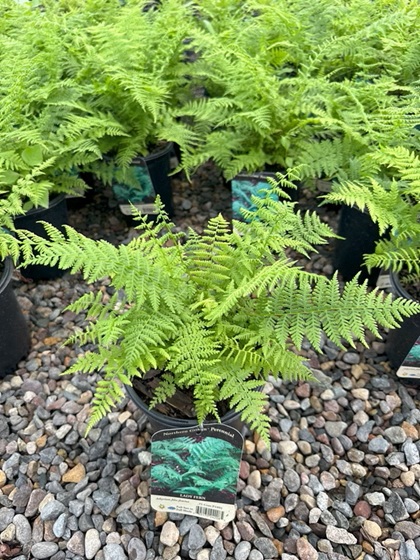 FERN ATHYR FIL LADY FERN #1