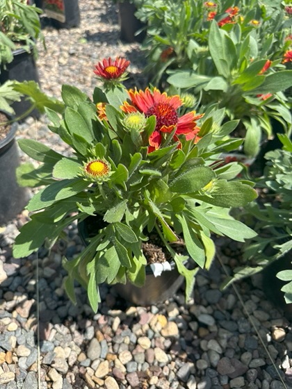 GAILLARDIA SPINTOPYELLOWTOUCH#1