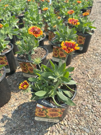 GAILLARDIA SPINTOP COPPER SUN #1