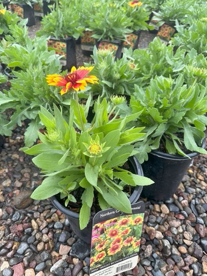 GAILLARDIA GRA MESA BRTBICOLOR#1