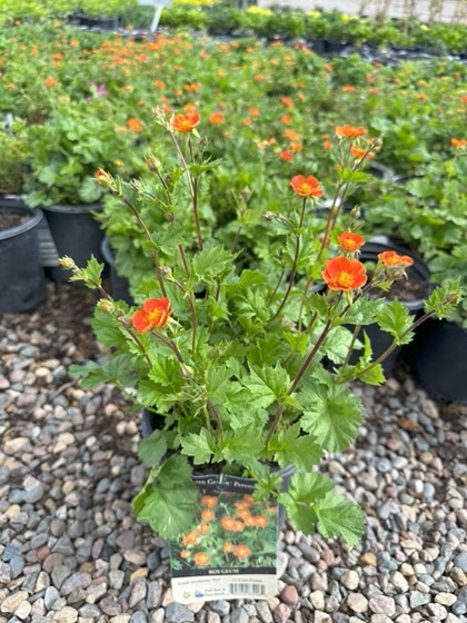 GEUM COCCINEUM KOI #1
