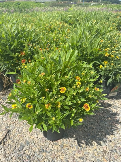 HELENIUM SALUD EMBERS #1