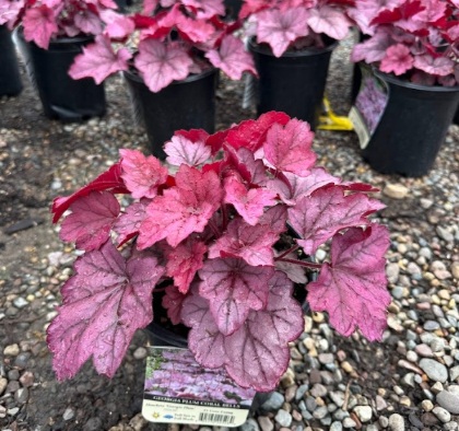 HEUCHERA GEORGIA PLUM #1