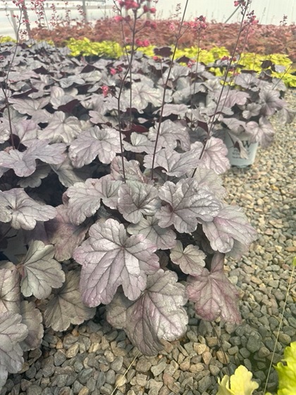 HEUCHERA SILVER GUMDROP #1 PW