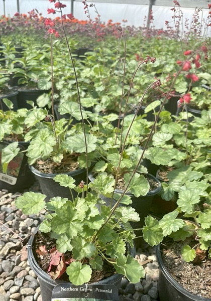 HEUCHERA SAN RUBY BELLS #1