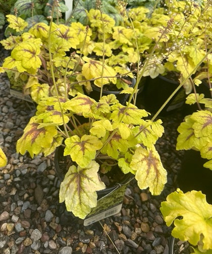 HEUCHERELLA CATCHING FIRE #1