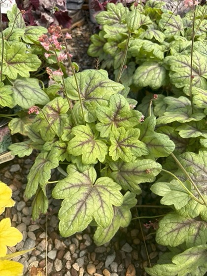 HEUCHERELLA PINK FIZZ #1